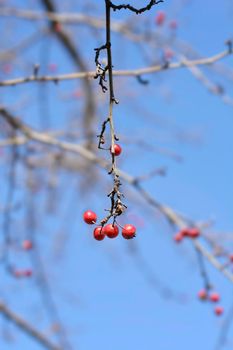 Common Hawthorn branch with fruit - Latin name - Crataegus monogyna