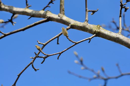 Kobus magnolia branch with flower bud - Latin name - Magnolia kobus