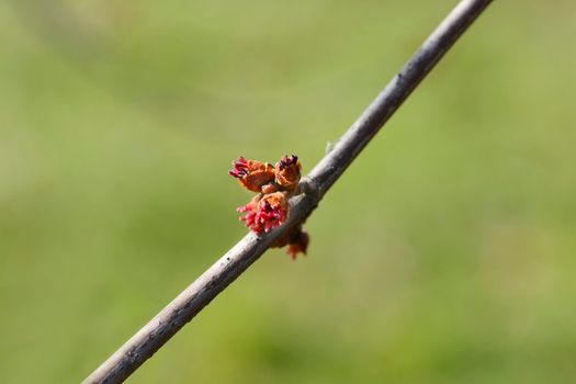 Silver maple branch with flowers - Latin name - Acer saccharinum