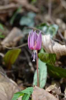 Dogs tooth violet flower - Latin name - Erythronium dens-canis