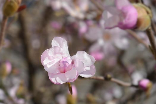 Star magnolia flower - Latin name - Magnolia stellata