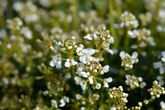 Evergreen candytuft  - Latin name - Iberis sempervirens