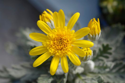 Gray-leaf eurypos Silver Star flower - Latin name - Euryops pectinatus Silver Star