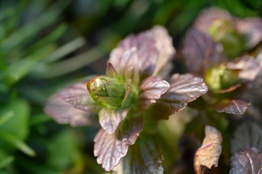 Bugle Multicolor - Latin name - Ajuga reptans Multicolor