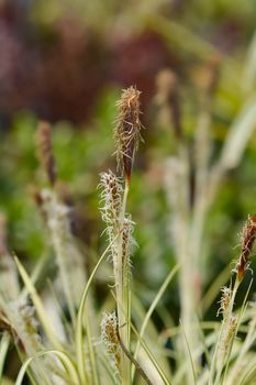 Striped Weeping Sedge Evergold flowers - Latin name - Carex oshimensis Evergold