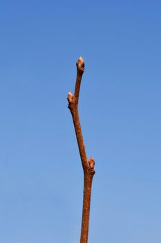 Oriental persimmon branch with buds - Latin name - Diospyros kaki