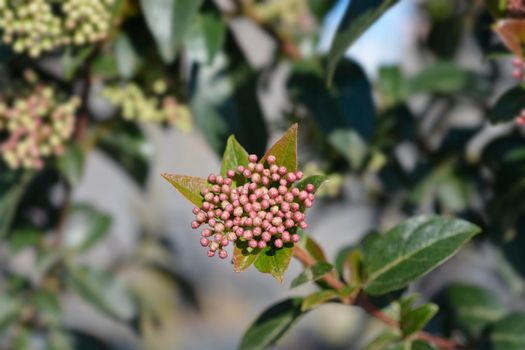 Laurustinus Eve Price flower buds - Latin name - Viburnum tinus Eve Price