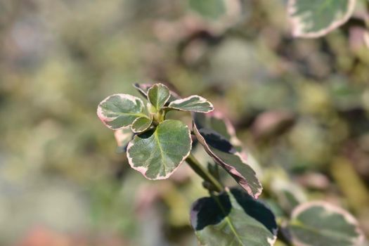 Wintercreeper Emerald Gaiety - Latin name - Euonymus fortunei Emerald Gaiety