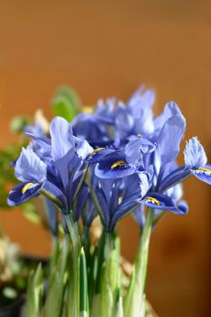 Iris Alida flowers - Latin name - Iris reticulata Alida