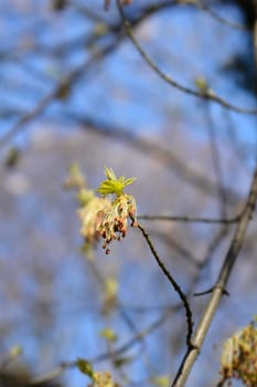 Boxelder maple flowers - Latin name - Acer negundo