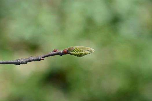 American chestnut branch with new leaves - Latin name - Castanea dentata