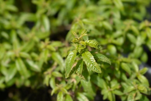Lemon verbena leaves - Latin name - Aloysia citriodora (Aloysia triphylla)