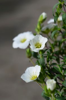 Mountain sandwort - Latin name - Arenaria montana