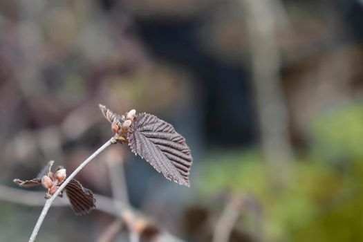 Purple hazel new leaves - Latin name - Corylus maxima Purpurea