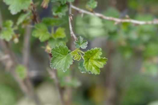 European gooseberry leaves - Latin name - Ribes uva-crispa