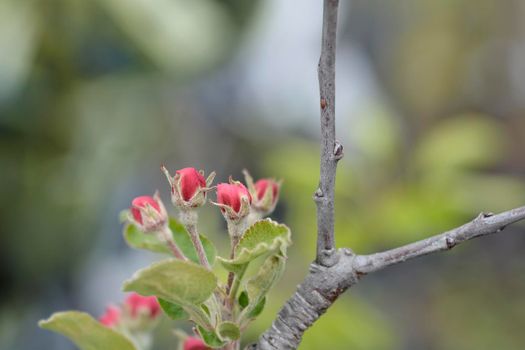 Apple Red Chief flowers - Latin name - Malus domestica Red Chief