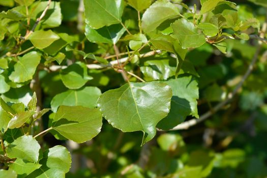 Lombardy poplar leaves - Latin name - Populus nigra var. italica