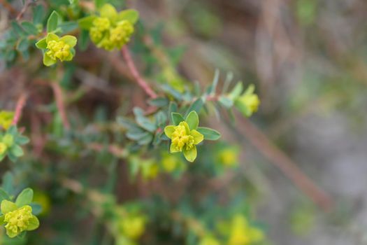 Spiny spurge small flowers - Latin name - Euphorbia spinosa