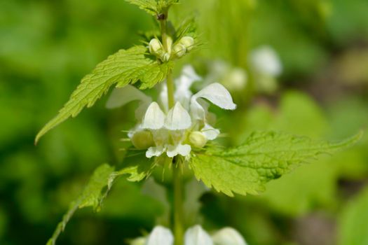 White archangel - Latin name - Lamium album