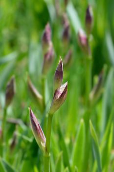 Illyrian iris flower buds - Latin name - Iris illyrica