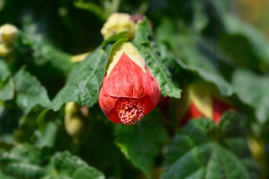 Chinese lantern red flower - Latin name - Abutilon hybrids