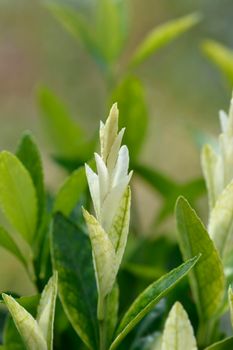 Japanes spindle Extravaganza - Latin name - Euonymus japonicus Extravaganza