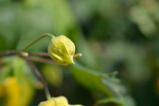 Chinese lantern yellow flower bud - Latin name - Abutilon hybrids