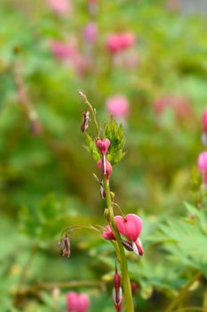 Bleeding heart pink flowers - Latin name - Lamprocapnos spectabilis (Dicentra spectabilis)
