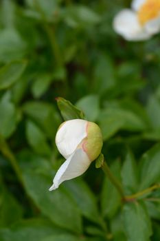 Peony Moonrise flower bud - Latin name - Paeonia Moonrise