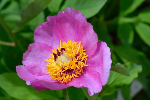 Woodland peony - Latin name - Paeonia obovata