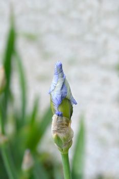 Tall bearded iris Blue Sapphire flower bud - Latin name - Iris barbata elatior Blue Sapphire