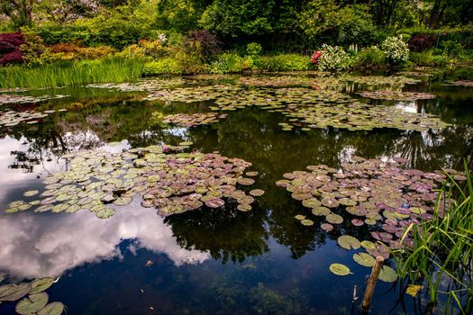 Pond, trees, and waterlilies in a french botanical garden