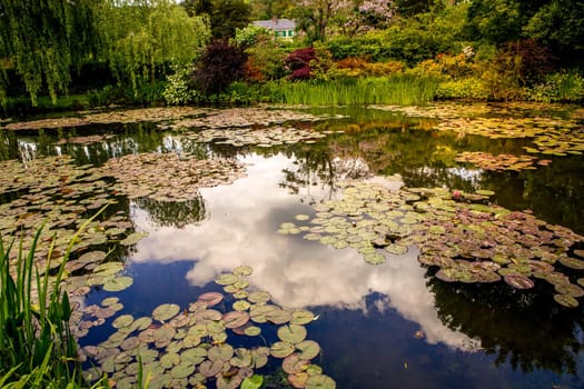 Pond, trees, and waterlilies in a french botanical garden