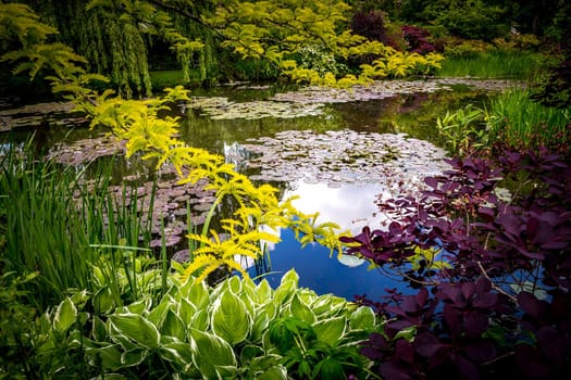 Pond, trees, and waterlilies in a french botanical garden