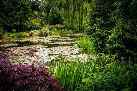 Pond, trees, and waterlilies in a french botanical garden