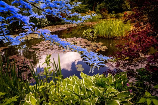 Pond, trees, and waterlilies in a french botanical garden