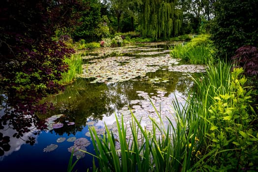 Pond, trees, and waterlilies in a french botanical garden