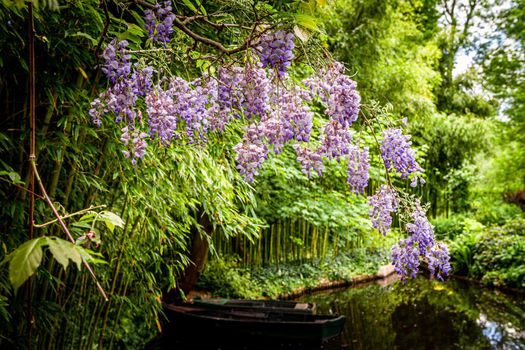 Pond, trees, and waterlilies in a french botanical garden