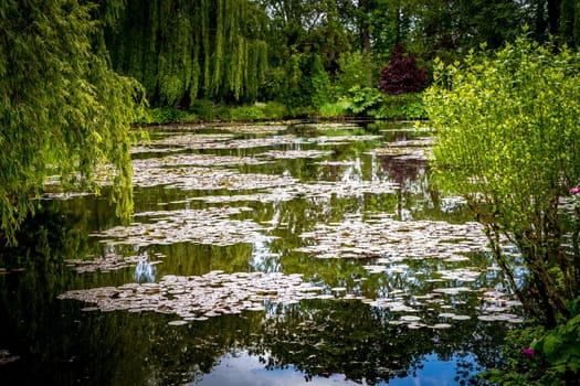 Pond, trees, and waterlilies in a french botanical garden