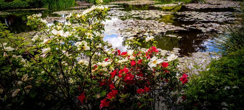 Pond, trees, and waterlilies in a french botanical garden