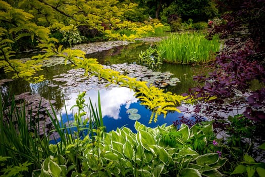 Pond, trees, and waterlilies in a french botanical garden