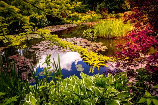 Pond, trees, and waterlilies in a french botanical garden