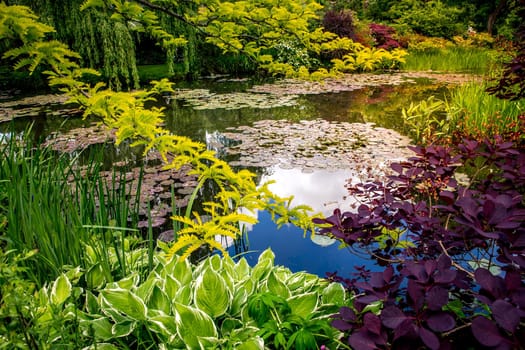 Pond, trees, and waterlilies in a french botanical garden