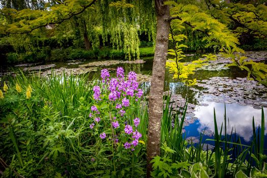 Pond, trees, and waterlilies in a french botanical garden