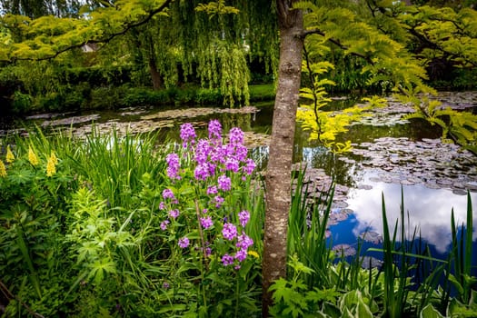 Pond, trees, and waterlilies in a french botanical garden