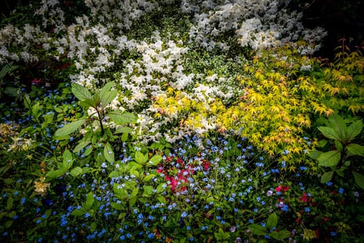 Pond, trees, and waterlilies in a french botanical garden