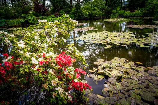 Pond, trees, and waterlilies in a french botanical garden