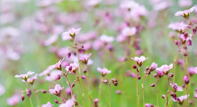 Delicate white pink flowers of Saxifrage moss in spring garden. Floral background