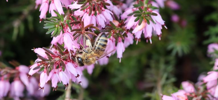 Pink Erica Carnea flowers (Winter Hit) and a working bee in a spring garden