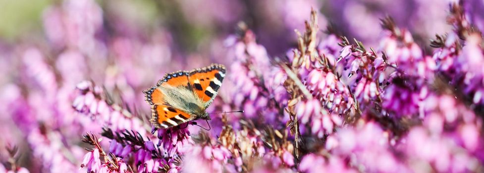 Pink Erica Carnea flowers, Winter Hit, and a butterfly in a spring garden.